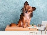 Fototapete Typisch Chihuahua