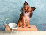 Fototapete Typisch Chihuahua