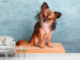 Fototapete Typisch Chihuahua