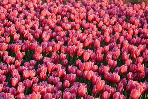 Fototapete Üppiges Tulpenfeld