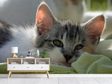 Fototapete Verliebt in Kitten