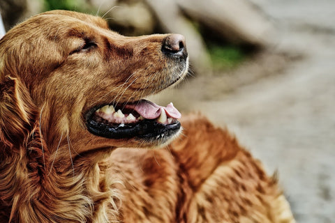 Fototapete Wachsamer Irish Setter