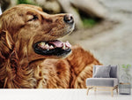 Fototapete Wachsamer Irish Setter