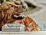 Fototapete Wachsamer Irish Setter