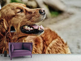 Fototapete Wachsamer Irish Setter