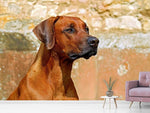 Fototapete Wachsamer Rhodesian Ridgeback
