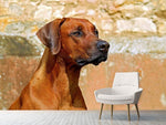Fototapete Wachsamer Rhodesian Ridgeback