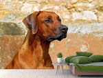 Fototapete Wachsamer Rhodesian Ridgeback