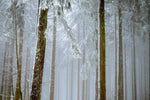 Fototapete Wald im Winter