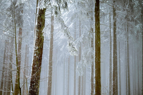 Fototapete Wald im Winter