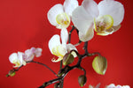 Fototapete Weisse Orchideen auf roter Wand