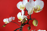 Fototapete Weisse Orchideen auf roter Wand