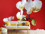 Fototapete Weisse Orchideen auf roter Wand