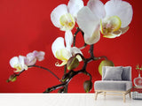 Fototapete Weisse Orchideen auf roter Wand