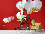 Fototapete Weisse Orchideen auf roter Wand