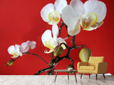 Fototapete Weisse Orchideen auf roter Wand