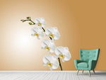 Fototapete Weisse Orchideen XL