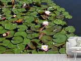 Fototapete Weisse Seerosen im Teich