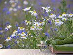 Fototapete Wilde Blumenwiese