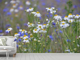 Fototapete Wilde Blumenwiese