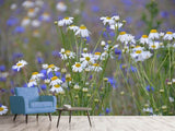 Fototapete Wilde Blumenwiese