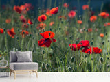 Fototapete Wilder Mohn