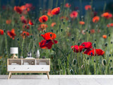 Fototapete Wilder Mohn