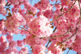 Fototapete Wunderschöne Kirschblüten