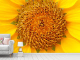 Fototapete Wunderschöne Knospen der Sonnenblume