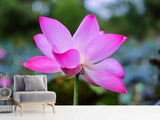 Fototapete Wunderschöne Lotus