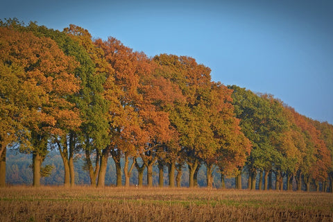 Fototapete Wunderschöner Herbst