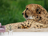 Fototapete XL Gepard