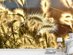 Fototapete Ziergras im Sonnenlicht