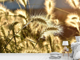 Fototapete Ziergras im Sonnenlicht
