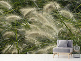 Fototapete Ziergrass im Wind