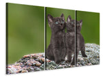 Leinwandbild 3-teilig 2 schwarze Katzenbabys