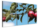 Leinwandbild 3-teilig Apfel am Baum