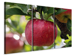 Leinwandbild 3-teilig Apfel in XXL