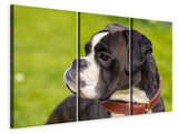 Leinwandbild 3-teilig Aufmerksamer Boxer