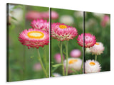 Leinwandbild 3-teilig Blumen des Frühlings