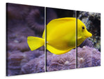 Leinwandbild 3-teilig Der Zitronen-Doktorfisch