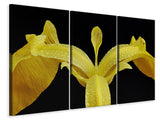 Leinwandbild 3-teilig Die Sumpf-Schwertlilie