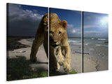 Leinwandbild 3-teilig Eine Löwin am Strand