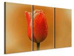 Leinwandbild 3-teilig Eine Tulpe im Morgentau