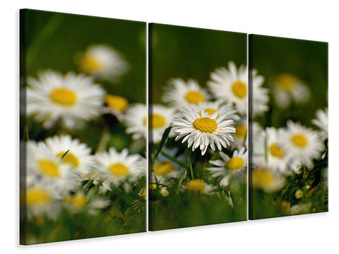 Leinwandbild 3-teilig Gänseblümchen XL