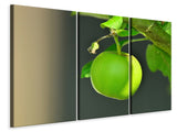 Leinwandbild 3-teilig Grüner Apfel