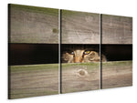 Leinwandbild 3-teilig Katze im Versteck