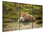Leinwandbild 3-teilig Kitten in der Natur