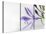 Leinwandbild 3-teilig Lilien Blüte in lila
