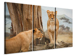 Leinwandbild 3-teilig Löwen in Afrika